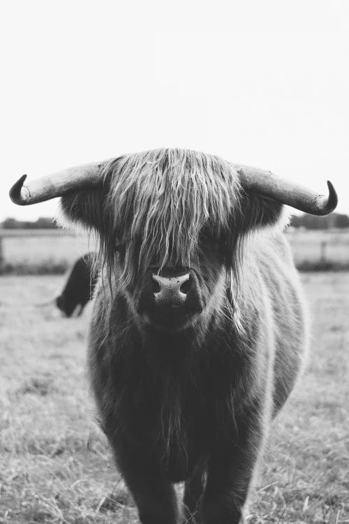 Highland Cow