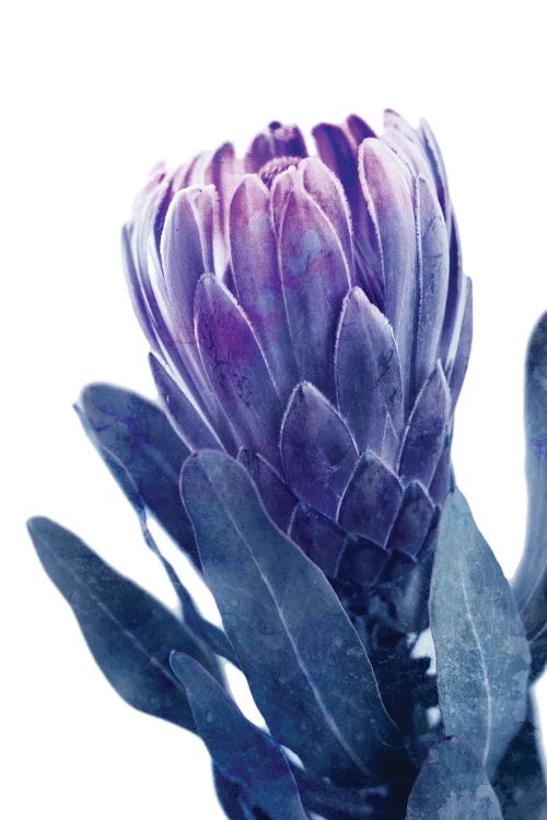 Blue Protea I