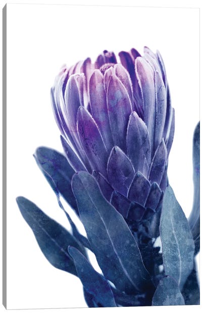 Blue Protea I Canvas Art Print - Protea