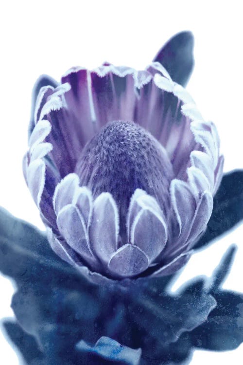 Blue Protea II