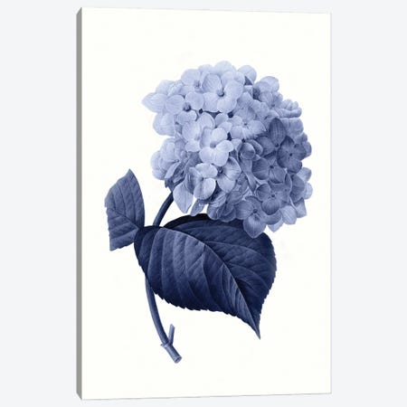 Vintage Blue Botanical I Canvas Print #AVN7} by Amelie Vintage Co Canvas Art Print
