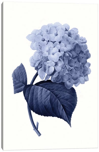 Vintage Blue Botanical I Canvas Art Print - Hydrangea Art