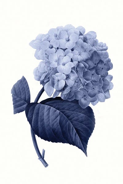 Hydrangeas: Vintage Blue Botanical I by Amelie Vintage Co