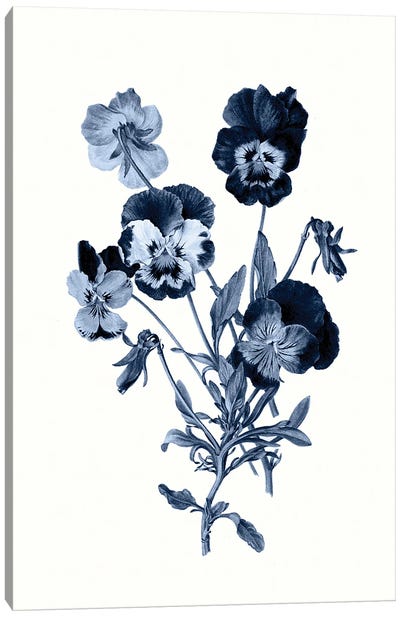 Vintage Blue Botanical IV Canvas Art Print - Pansies