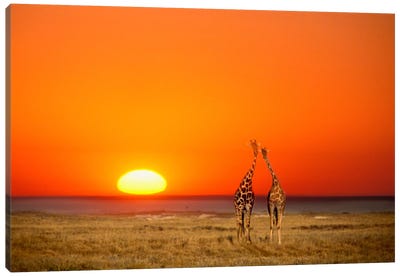 Giraffe Couple, Etosha National Park, Namibia Canvas Art Print - Namibia