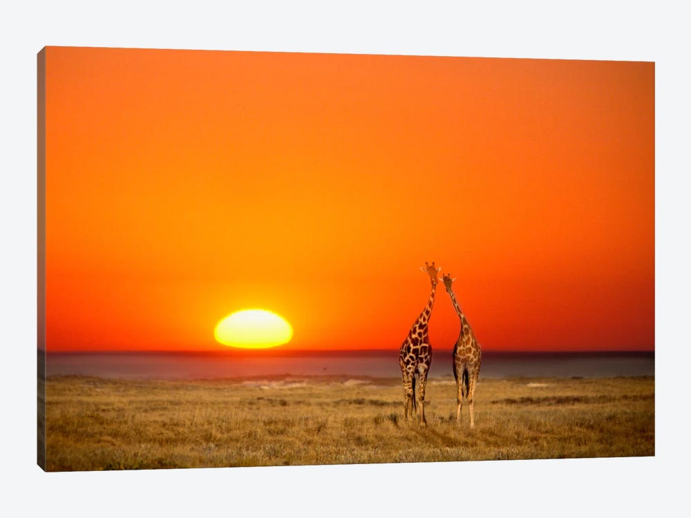 Giraffe Couple, Etosha National Park, Namibia by Janis Miglavs 1-piece Canvas Artwork
