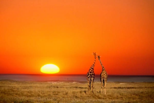 Giraffes: Giraffe Couple, Etosha National Park, Namibia by Janis Miglavs