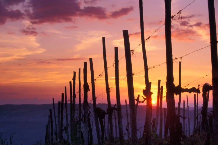 Countryside Sunset, Tuscany Region, Italy