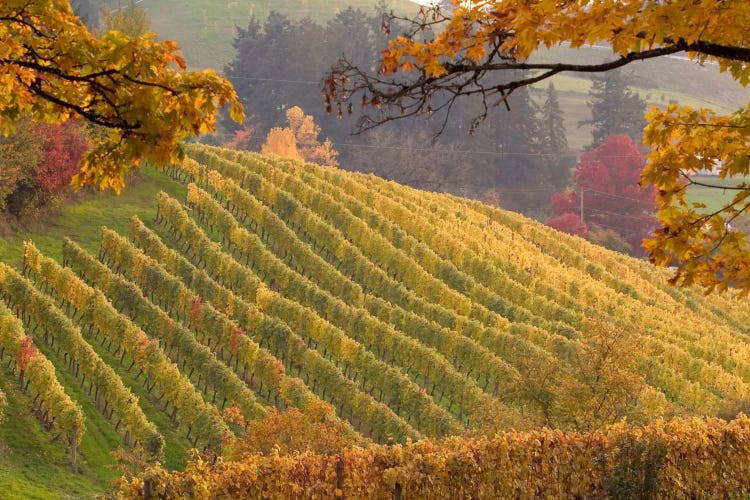 Autumn Vineyard Landscape, Newberg, Yamhill County, Oregon, USA