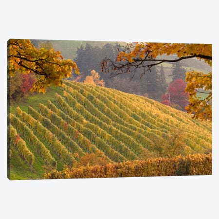Autumn Vineyard Landscape, Newberg, Yamhill County, Oregon, USA Canvas Print #AVS4} by Janis Miglavs Canvas Print