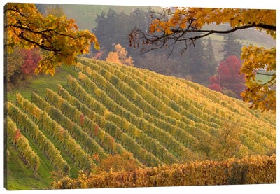 Autumn Vineyard Landscape, Newberg, Yamhill County, Oregon, USA Canvas Art Print - Vineyard Art