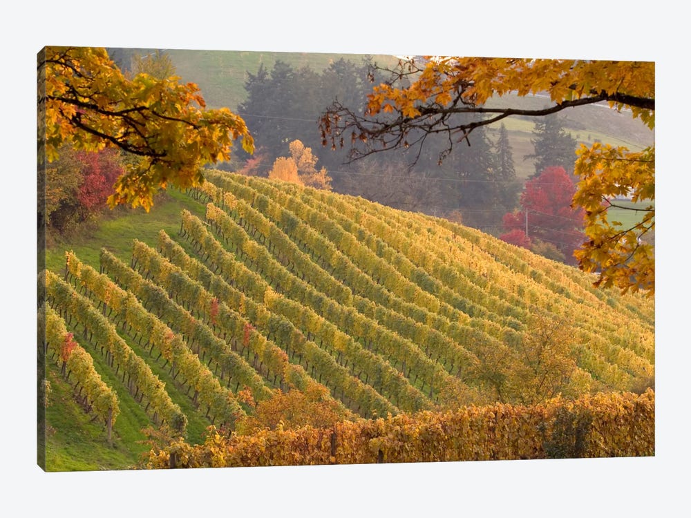 Autumn Vineyard Landscape, Newberg, Yamhill County, Oregon, USA by Janis Miglavs 1-piece Canvas Print
