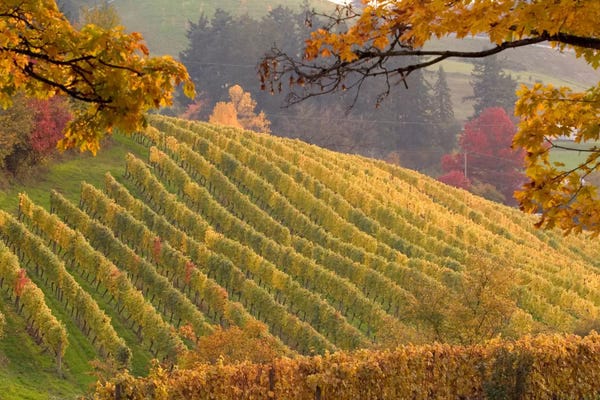 Oregon: Autumn Vineyard Landscape, Newberg, Yamhill County, Oregon, USA by Janis Miglavs