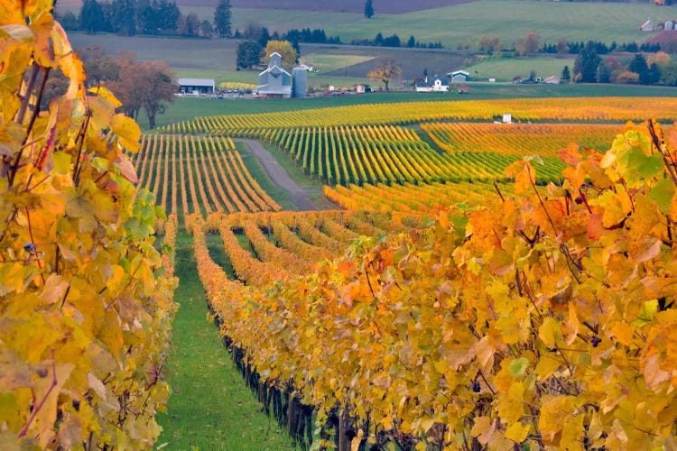 Autumn Vineyard Landscape, Stoller Family Estate, Yamhill County, Oregon, USA