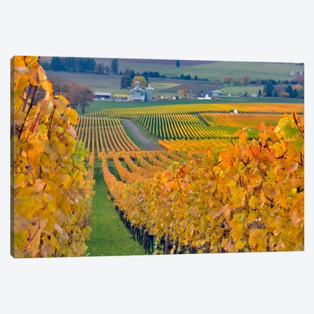 Autumn Vineyard Landscape, Stoller Family Estate, Yamhill County, Oregon, USA Canvas Print #AVS5} by Janis Miglavs Canvas Print