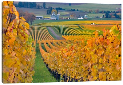 Autumn Vineyard Landscape, Stoller Family Estate, Yamhill County, Oregon, USA Canvas Art Print - Vineyard Art