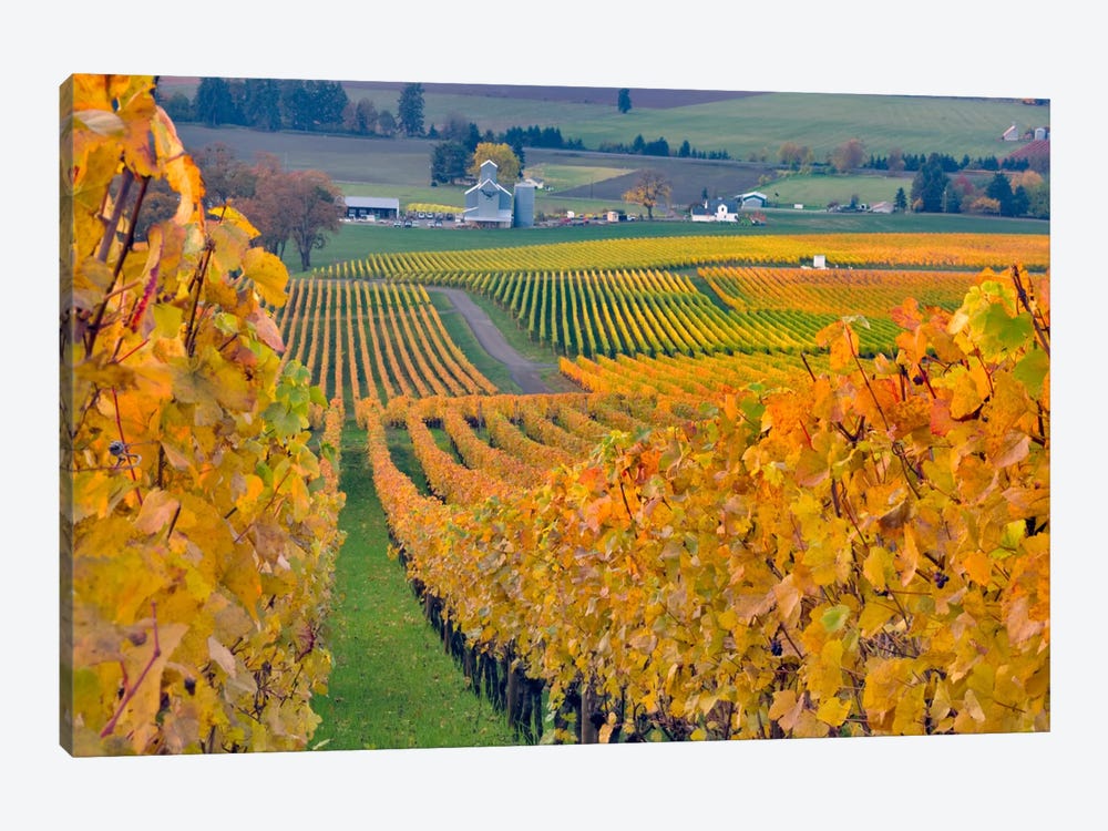Autumn Vineyard Landscape, Stoller Family Estate, Yamhill County, Oregon, USA by Janis Miglavs 1-piece Canvas Wall Art