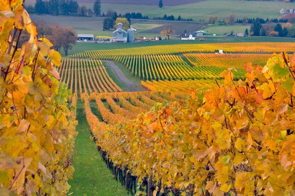 Autumn Vineyard Landscape, Stoller Family Estate, Yamhill County, Oregon, USA