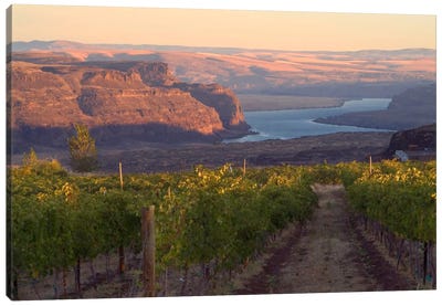 Columbia River With Cave B Vineyard In The Foreground, Grant County, Columbia Valley AVA, Washington, USA Canvas Art Print - Sunrises & Sunsets Scenic Photography