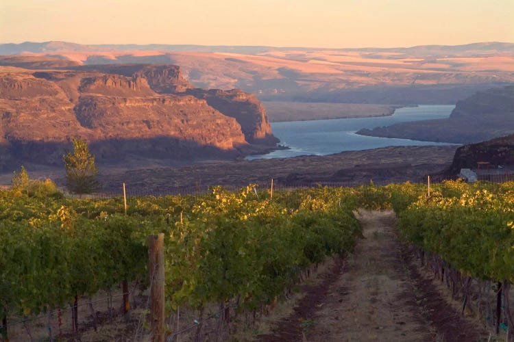 Columbia River With Cave B Vineyard In The Foreground, Grant County, Columbia Valley AVA, Washington, USA