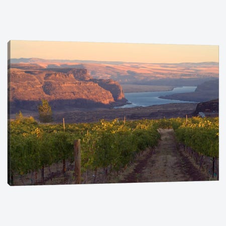 Columbia River With Cave B Vineyard In The Foreground, Grant County, Columbia Valley AVA, Washington, USA Canvas Print #AVS6} by Janis Miglavs Art Print