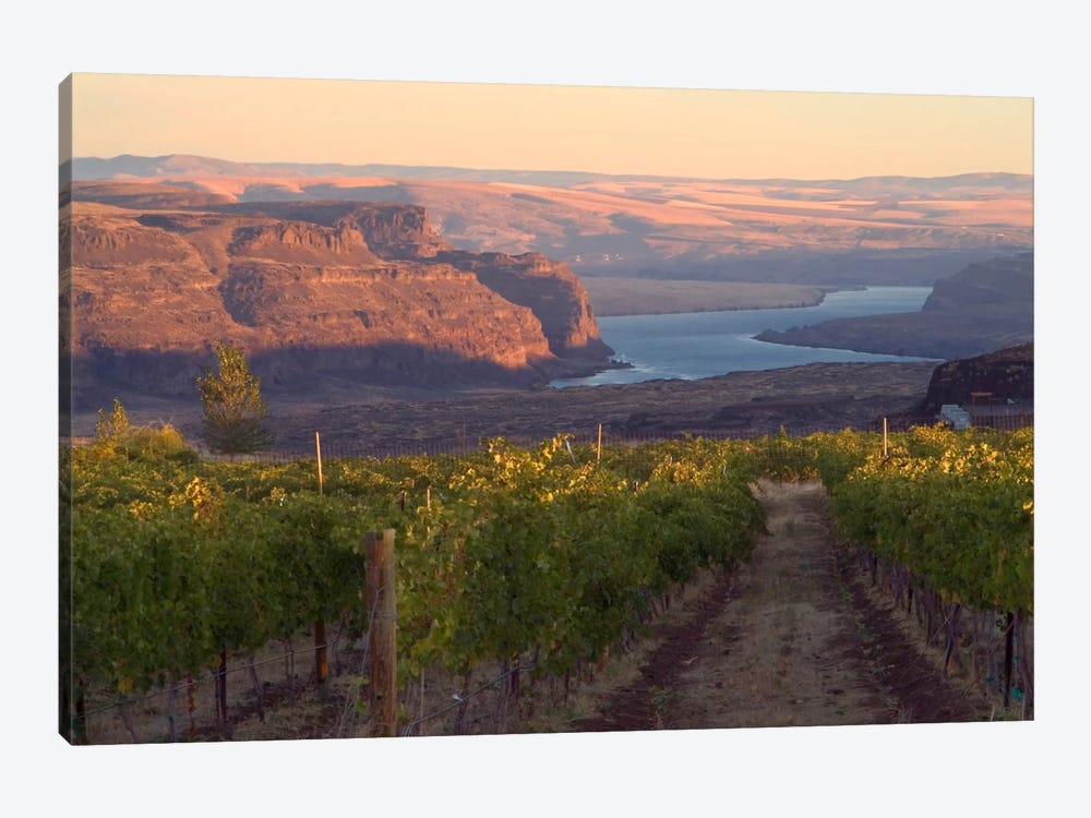 Columbia River With Cave B Vineyard In The Foreground, Grant County, Columbia Valley AVA, Washington, USA by Janis Miglavs 1-piece Canvas Print