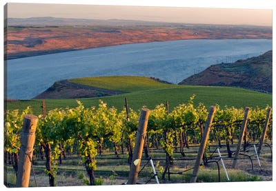 Columbia River With The Benches Vineyard In The Foreground, Horse Heaven Hills AVA, Washington, USA Canvas Art Print - Washington Art
