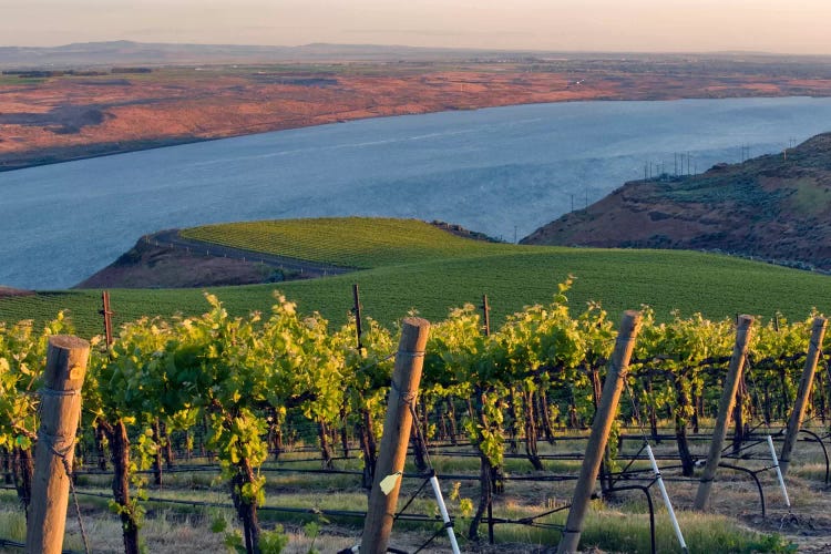 Columbia River With The Benches Vineyard In The Foreground, Horse Heaven Hills AVA, Washington, USA