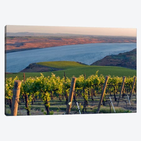 Columbia River With The Benches Vineyard In The Foreground, Horse Heaven Hills AVA, Washington, USA Canvas Print #AVS7} by Janis Miglavs Canvas Art Print