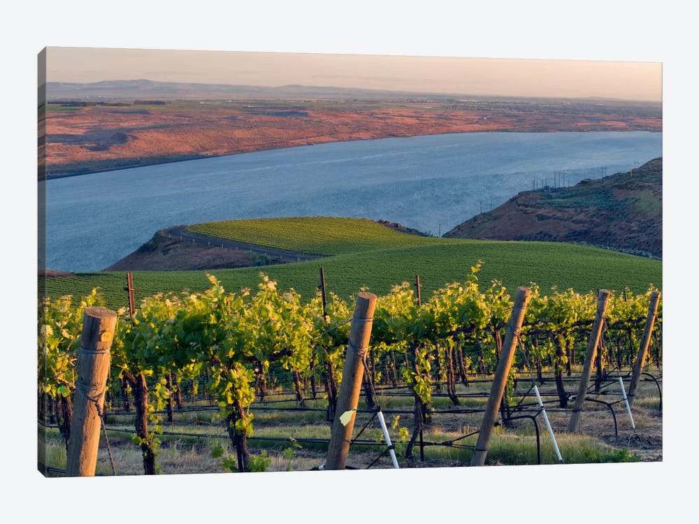 Columbia River With The Benches Vineyard In The Foreground, Horse Heaven Hills AVA, Washington, USA by Janis Miglavs 1-piece Canvas Wall Art