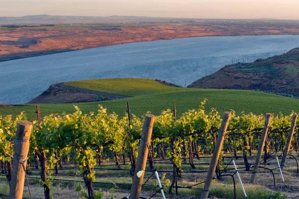 Washington: Columbia River With The Benches Vineyard In The Foreground, Horse Heaven Hills AVA, Washington, USA by Janis Miglavs