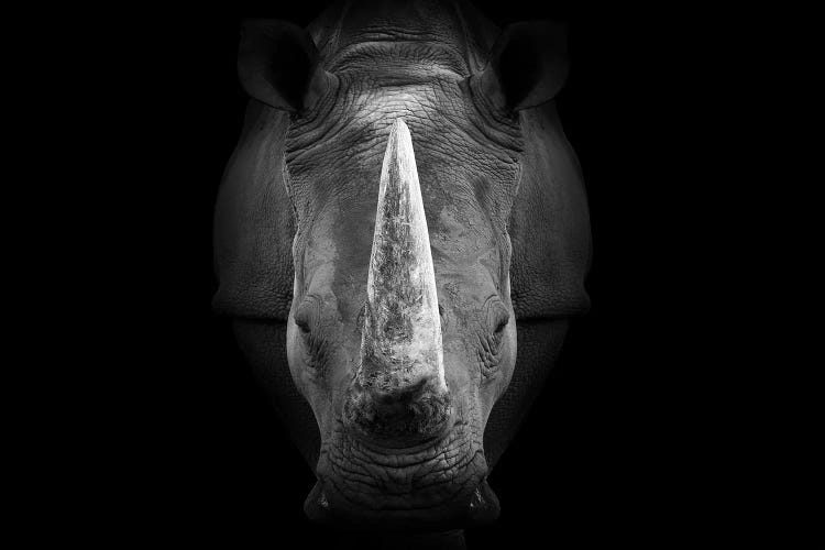 Rhinoceros Staring Straight Ahead Black White