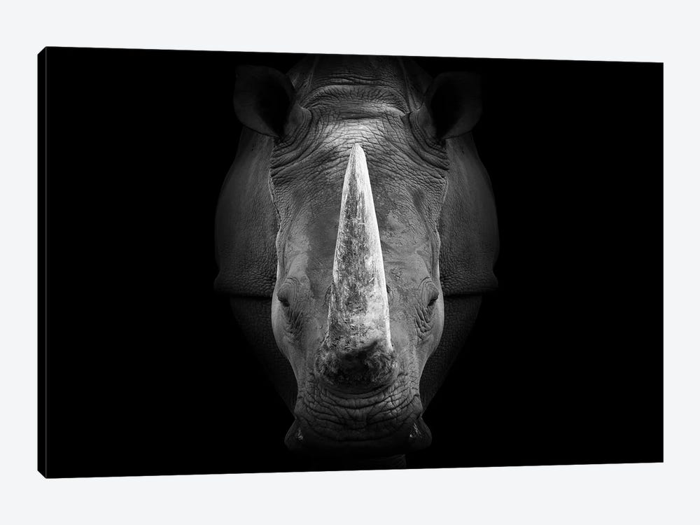 Rhinoceros Staring Straight Ahead Black White by Adrian Vieriu 1-piece Canvas Artwork