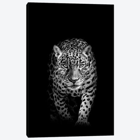 Jaguar Prowling Black And White Canvas Print #AVU101} by Adrian Vieriu Canvas Art