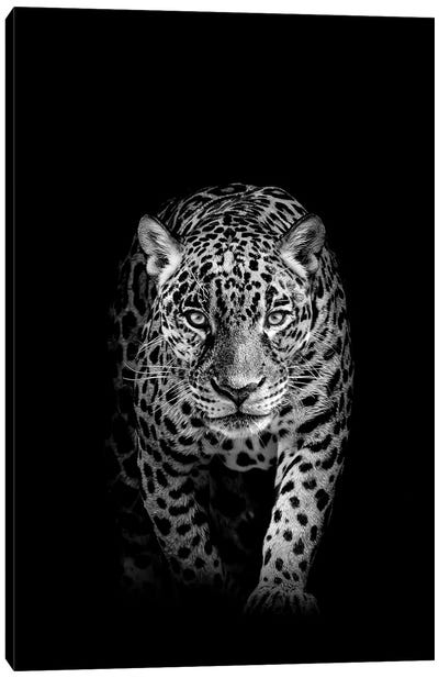 Jaguar Prowling Black And White Canvas Art Print - Adrian Vieriu