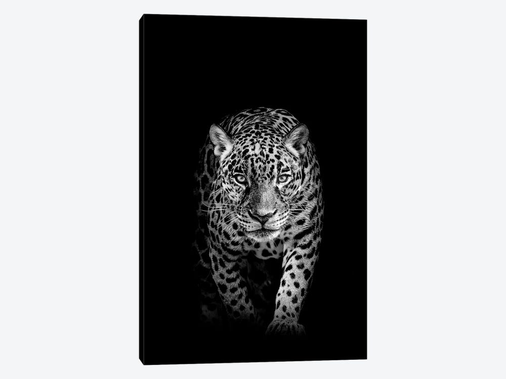 Jaguar Prowling Black And White by Adrian Vieriu 1-piece Art Print