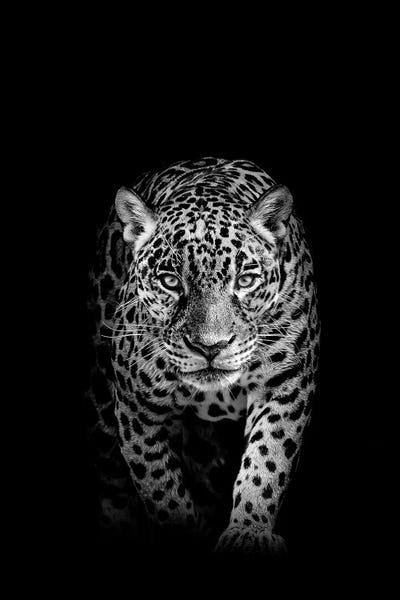 Minimalist Wildlife Photography: Jaguar Prowling Black And White by Adrian Vieriu