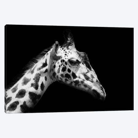 Black And White Giraffe Canvas Print #AVU102} by Adrian Vieriu Canvas Artwork