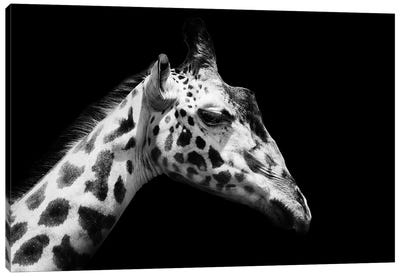 Black And White Giraffe Canvas Art Print - Adrian Vieriu