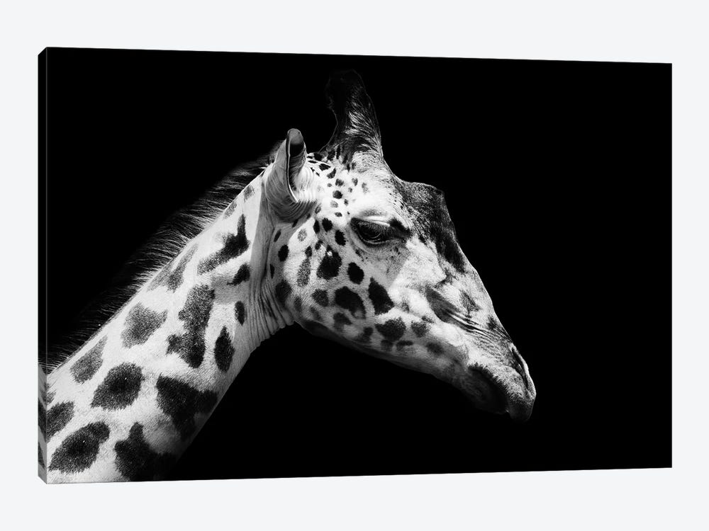 Black And White Giraffe by Adrian Vieriu 1-piece Canvas Art