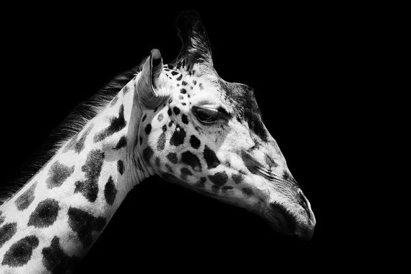 Giraffes: Black And White Giraffe by Adrian Vieriu