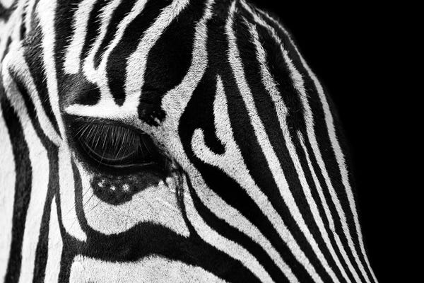 Zebras: Zebra Eye Black And White by Adrian Vieriu