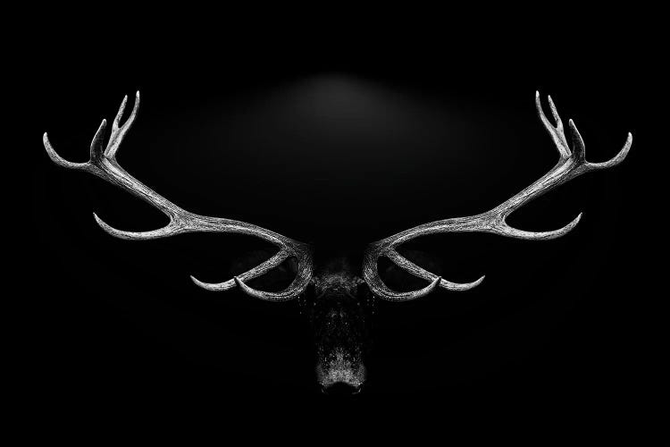 Deer Antlers Portrait Isolated Black White Background