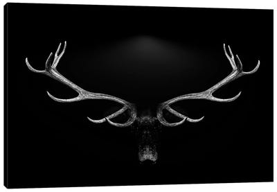 Deer Antlers Portrait Isolated Black White Background Canvas Art Print - Adrian Vieriu