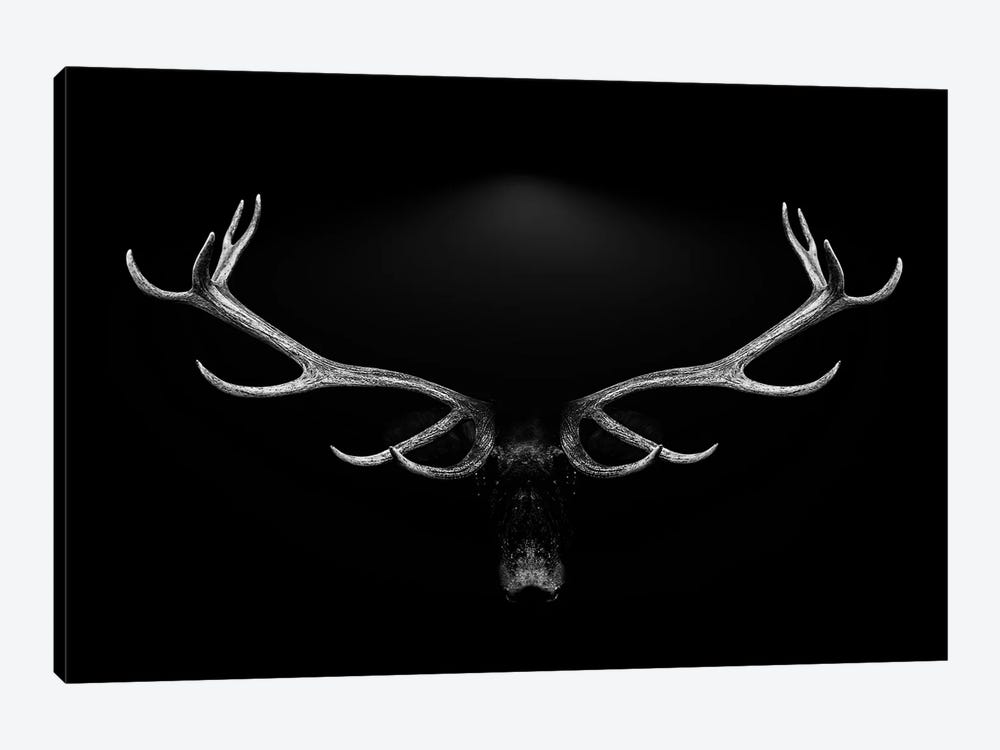 Deer Antlers Portrait Isolated Black White Background by Adrian Vieriu 1-piece Canvas Wall Art