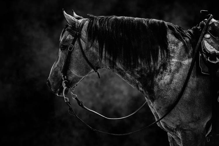 Horse In Black And White Animal