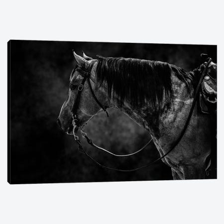 Horse In Black And White Animal Canvas Print #AVU111} by Adrian Vieriu Canvas Art Print