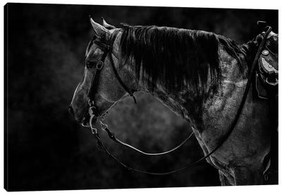 Horse In Black And White Animal Canvas Art Print - Adrian Vieriu