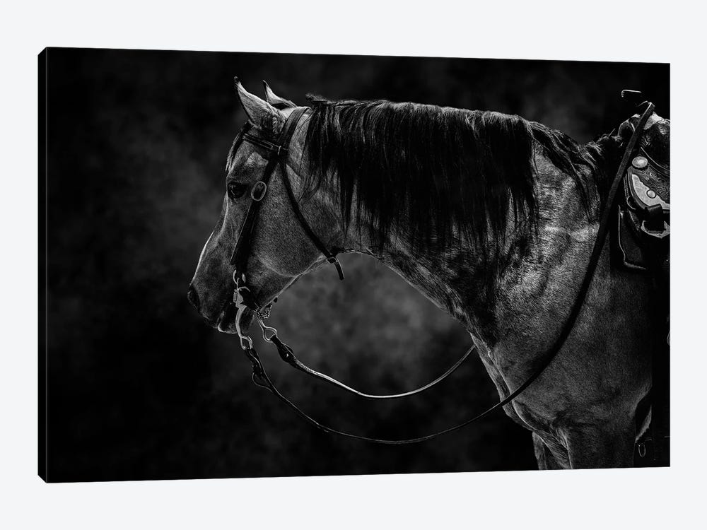 Horse In Black And White Animal by Adrian Vieriu 1-piece Canvas Art