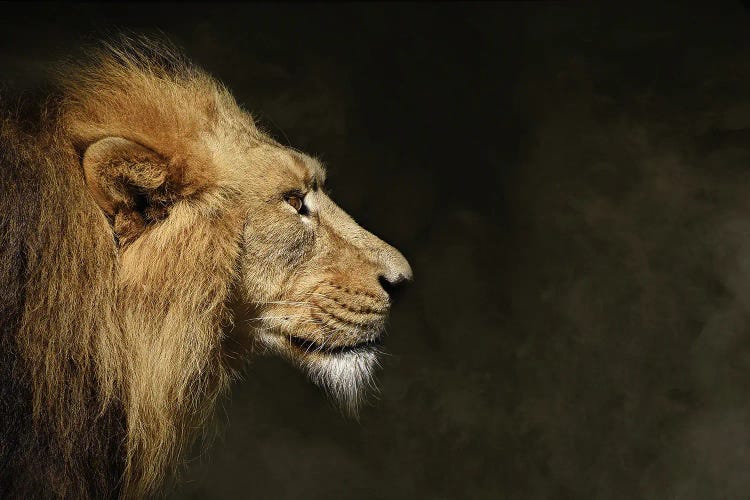 lion head profile